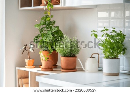 Fresh aromatic garden herbs in terracotta pot in the kitchen. Seedling of herbal plants for healthy cooking - thyme and mint. Home gardening and cultivation Royalty-Free Stock Photo #2320539529