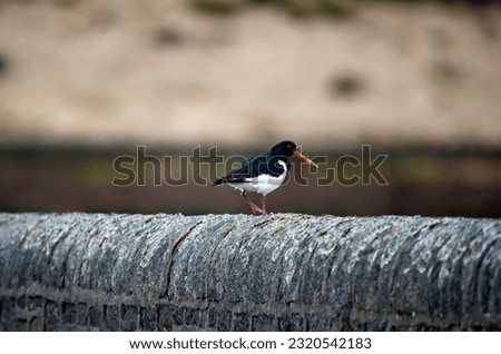 Oystercatcher preening on the river