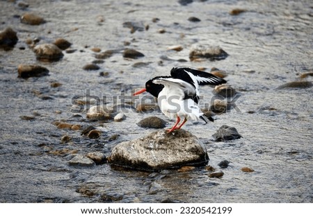 Oystercatcher preening on the river