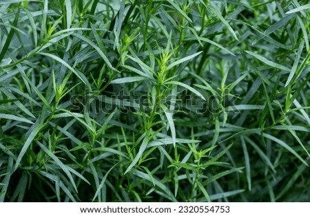 Tarragon plant growing in the garden. Growing herbs in the garden. Royalty-Free Stock Photo #2320554753