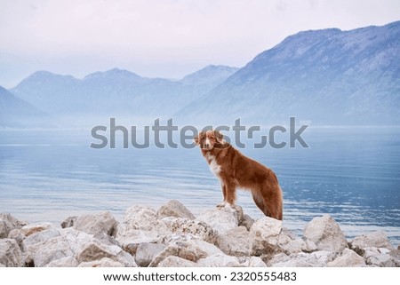 dog on the embankment at the sea, bay. Travel with a pet. Nova Scotia duck tolling retriever in nature, Summer, Eco, Adventure Royalty-Free Stock Photo #2320555483