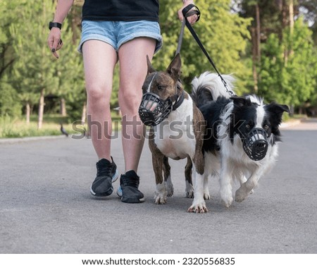The owner walks two muzzled dogs on a leash. Black and white border collie and brindle bull terrier. 