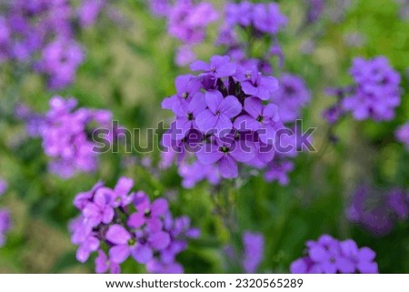 Hesperis matronalis or summer violet, a herbaceous perennial or biennial of the brassicaceae family.Closeup on purple gilliflower Hesperis matronalis.