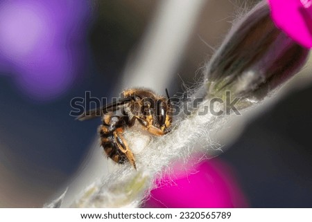 Close-up of a Wool carder bee (Anthidium manicatum) on Rose campion (Lychnis coronaria)