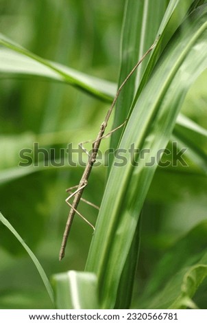 Slender body like a withered branch, Ramulus mikado (Nanafushi, Nanafushimodoki) in the grassy green bush (Sunny outdoor field, close up macro photography) Royalty-Free Stock Photo #2320566781