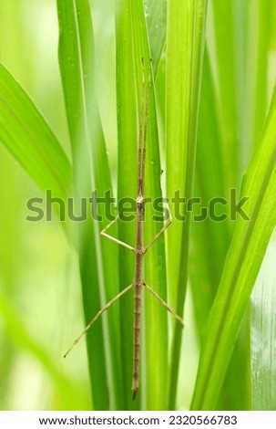 Slender body like a withered branch, Ramulus mikado (Nanafushi, Nanafushimodoki) in the grassy green bush (Sunny outdoor field, close up macro photography) Royalty-Free Stock Photo #2320566783