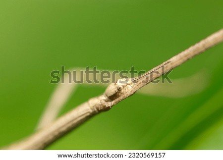 Slender body insect, Ramulus mikado (Nanafushi, Nanafushimodoki. Sunny outdoor field, close up macro photography) Royalty-Free Stock Photo #2320569157