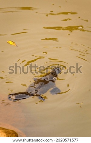 Close Up of Platypus (Ornithorhynchus anatinus) swimming in Peterson Creek, Yungaburra, Queensland, Australia.