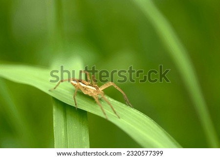 Japanese grass spider Iouirohashirigumo (Dolomedes sulfureus, Sunny outdoor leaf top close up macro photograph)