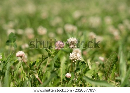 Clover field on a meadow. Flower meadow in pink, white and green. Plants from nature. Clovers background.