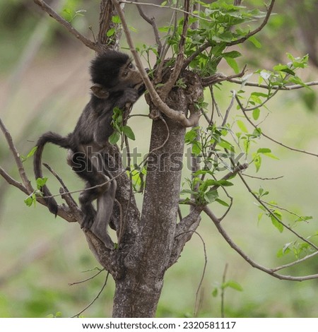 Young chacma baboon learning to climb tree
