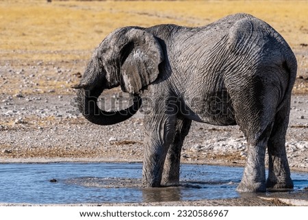 Telephoto shot of one giant African Elephant -Loxodonta Africana- driking from a waterhole in Etosha National Park, Namibia.
