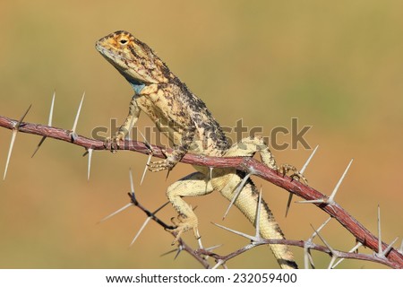 Spiny Agama - African Reptile Background - Funny Nature and her Creatures of Color