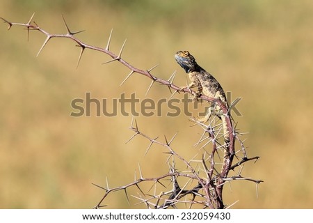 Spiny Agama - African Reptile Background - Funny Nature and her Creatures of Color