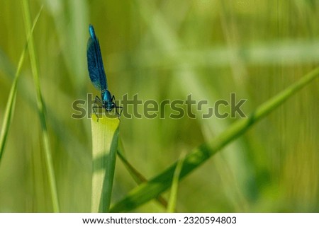 A Banded Demoiselle Dragonfly in the wild