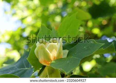 yellow blossom of a tulip tree in the morning light.