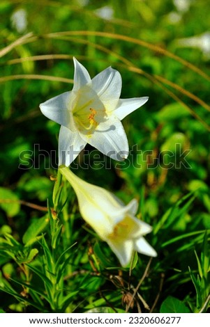 Close-up elegant white flowers of lily blooming in wilderness