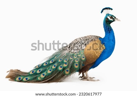 A beautiful peacock on a white background Royalty-Free Stock Photo #2320617977