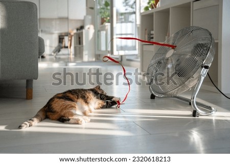 Summer heat and pet at home. Playful cat lying on the floor, escapes from heat with help of fan, playing with red ribbon on wind, top view. Stuffiness in apartment without air conditioning.  Royalty-Free Stock Photo #2320618213