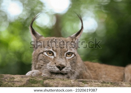 The Lynx looks over a tree trunk to keep track