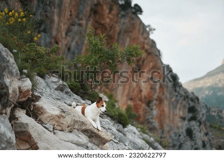 dog on a stone at mountains. Hiking with a Pet. Jack Russell Terrier in nature. Travel with dog 