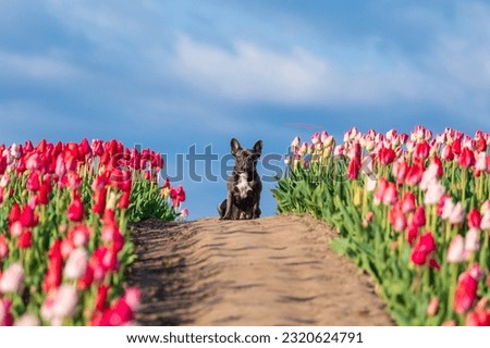 Adorable French bulldog in a colorful field of tulips with vibrant hues Dressed dog Dog clothes