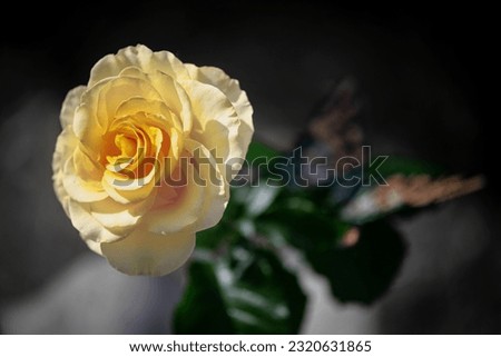 Beautiful yellow flower in the sun.Yellow rose. Royal flower of yellow light.Close-up of a rose.