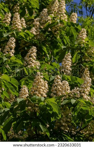 Cluster with white chestnut flowers. White chestnut blossom with tiny tender flowers and green leaves background. Horse chestnut flower with selective focus. Horse chestnut blossoming in springtime.