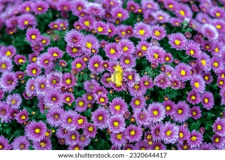 Bright purple flowers of chrysanthemum  and first fallen leaf of a tree. Autumn season.