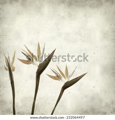 textured old paper background with bird of paradise flower
