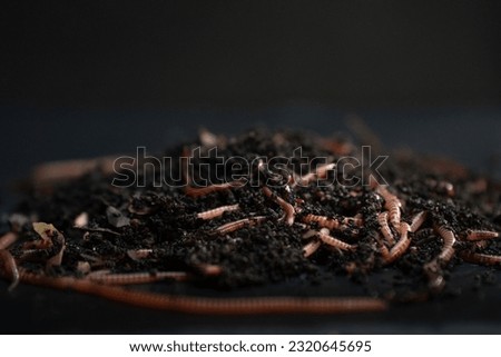 Red earth worms used in vermicomposting and as fishing bait