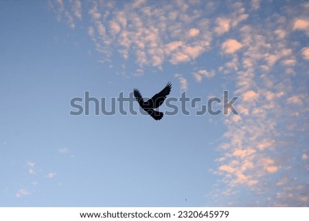 isolated lone pigeon flying on scattered golden clouds in blue sky background