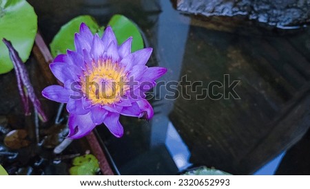 water lily when it blooming on the water