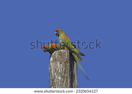 Red-fronted Macaw, ara rubrogenys, Pair standing on Post Royalty-Free Stock Photo #2320656127