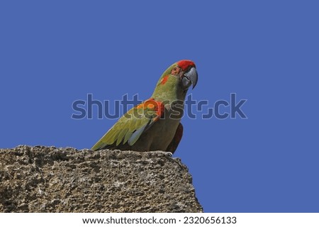 Red-fronted Macaw, ara rubrogenys, Adult standing on Rocks Royalty-Free Stock Photo #2320656133