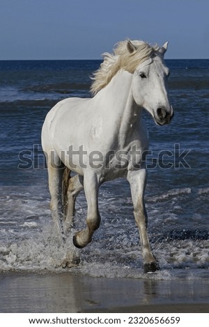Camargue Horse Galloping in the Sea, Saintes Marie de la Mer in Camargue, in the South of France Royalty-Free Stock Photo #2320656659
