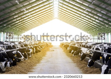 Cows in a farm, dairy cows laying on the fresh hay, concept of modern farm cowshed Royalty-Free Stock Photo #2320660213