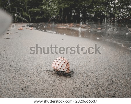 Pictures of sea snails that appear attractive and unique