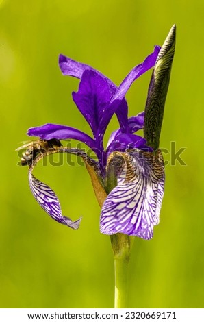 Flower of Iris sibirica, blue king, picture with shallow depth of field. Detail flower