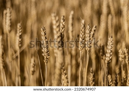 A detailed close-up photograph of a ripe wheat spike in a summer field, showcasing its intricate beauty.