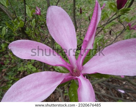 Large, beautiful magnolia flower in the botanical garden