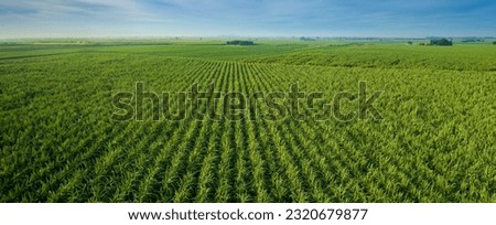 Sugar Cane farm. Sugar cane fields view from the sky. Drone photo of cane sugar. Sugarcane field in blue sky and white cloud. Aerial view or top view of Sugarcane or agriculture. Royalty-Free Stock Photo #2320679877