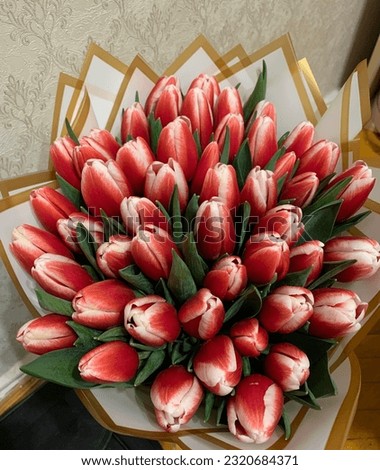 Beautiful tulips pictures red love