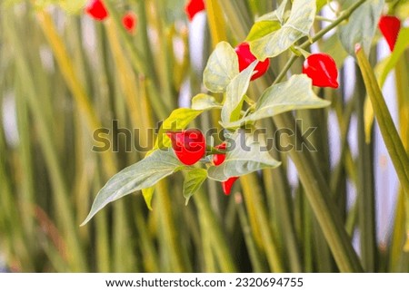 A chili tree plant that grows very fertile