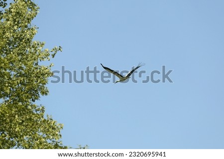 stork in flight, wings spread wide