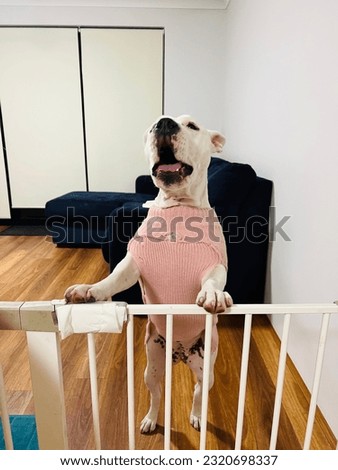 Cute white dog is standing on the guardrail Royalty-Free Stock Photo #2320698337
