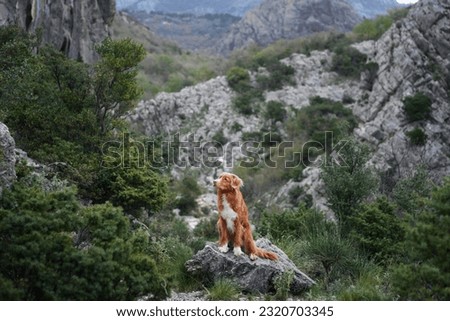 Red dog in the mountains, hiking with a pet. Nova Scotia duck tolling retriever in nature against the background of green trees Royalty-Free Stock Photo #2320703345
