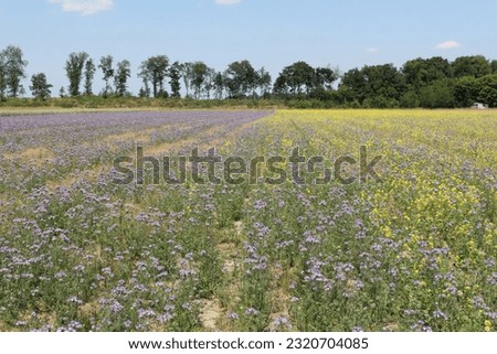 a beautiful flower field with purple phacelia and yellow rapeseed in the countryside in springtime with nectar for the honey bees Royalty-Free Stock Photo #2320704085