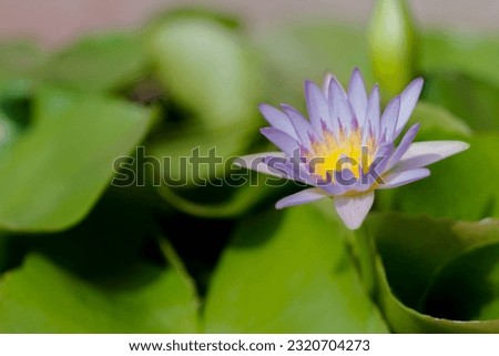 Close picture of Lotus flower on pond with blurry background