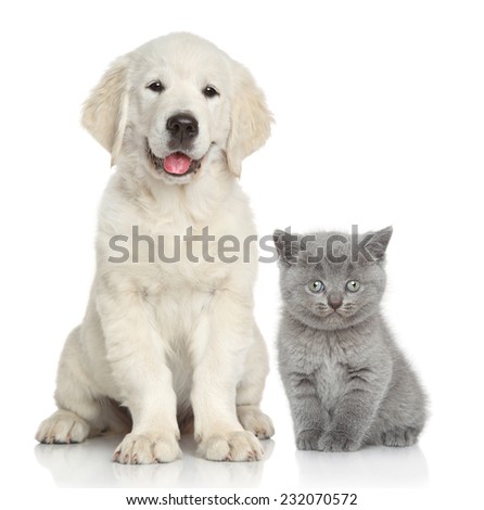 Cat and dog together in front of white background